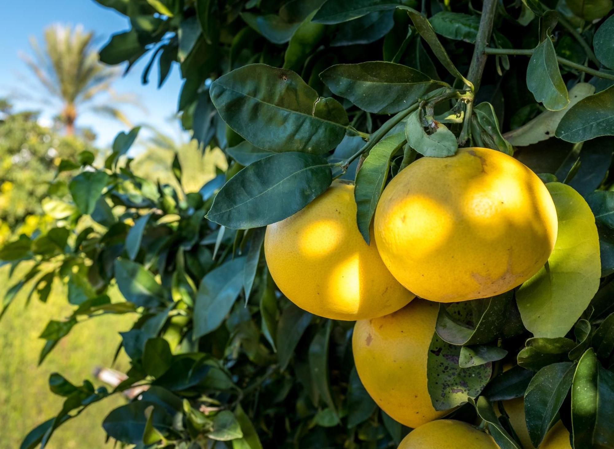 Finca De La Pansa Benissa Zewnętrze zdjęcie