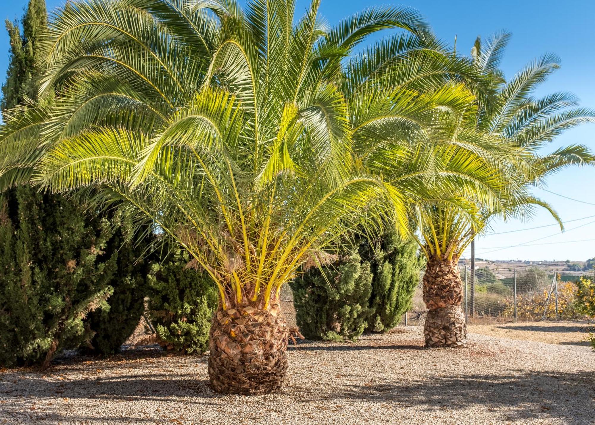 Finca De La Pansa Benissa Zewnętrze zdjęcie